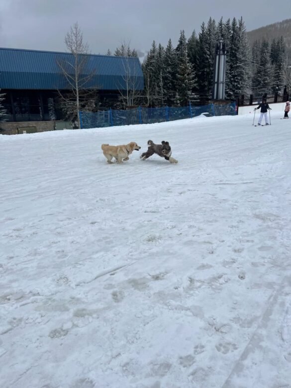 Local dogs playing in the snow.