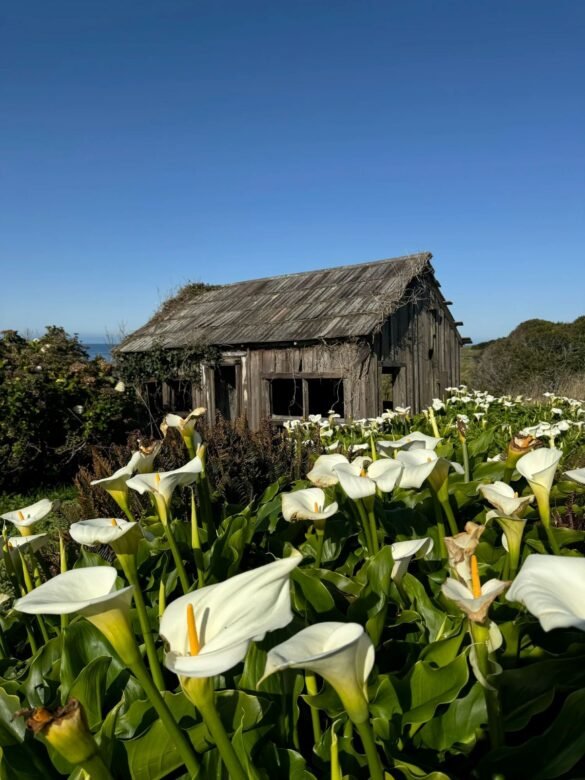 Sea Ranch, Northern California