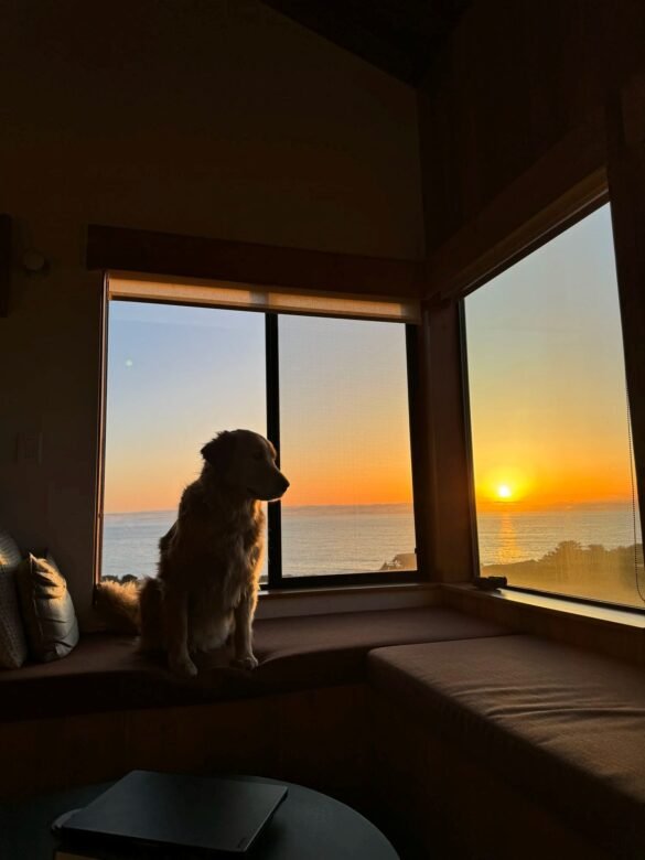A modern, two-story coastal house with vertical redwood siding and a sharp, geometric roofline nestled among large, windswept cypress trees.