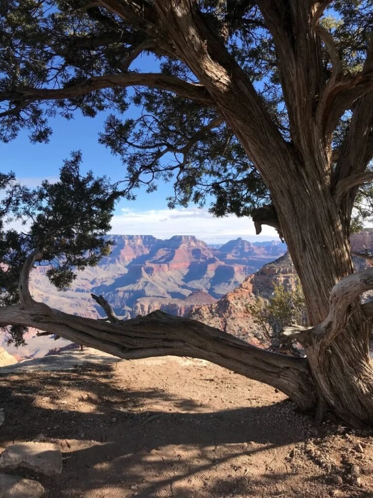 a scenic overlook of the Grand Canyon