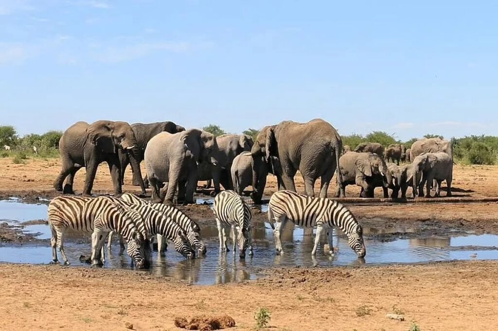 elephants and animals