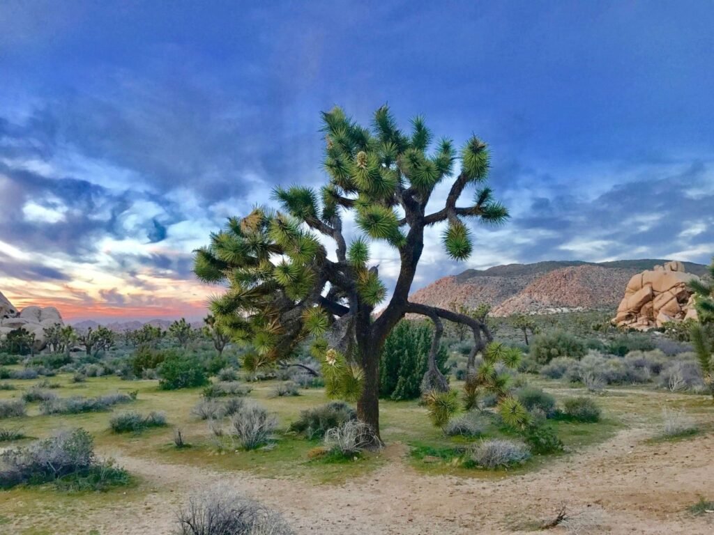 Joshua Tree National Park, California