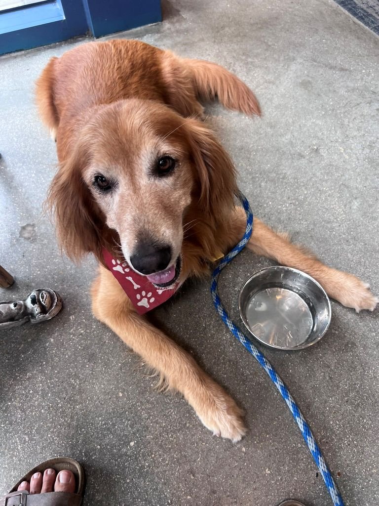 Golden Retriever Dog