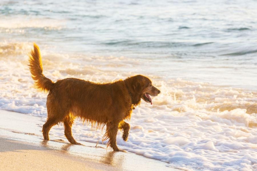 Dog friendly beaches in miami