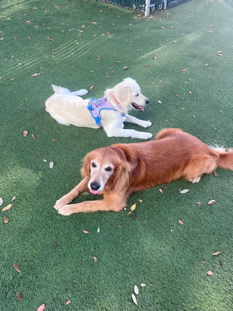 Golden Retriever Dogs