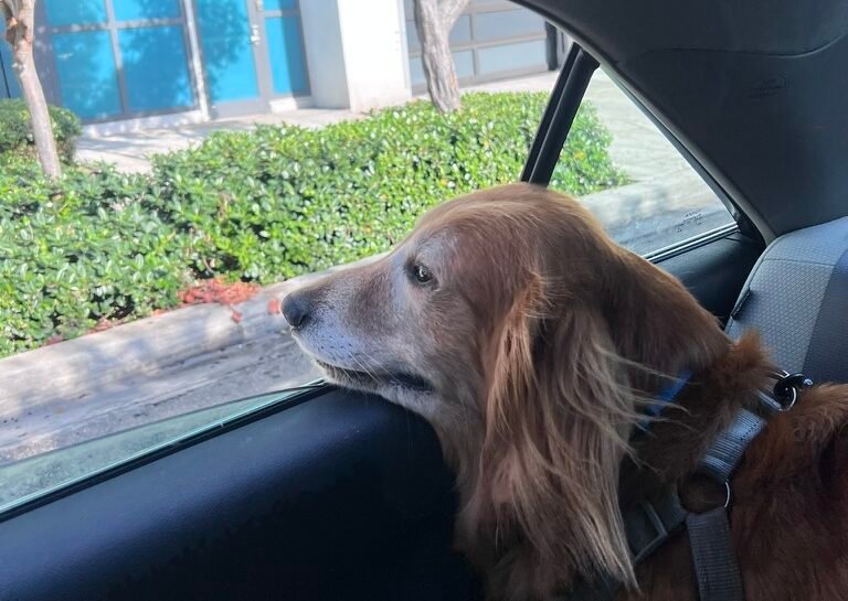 Golden Retriever