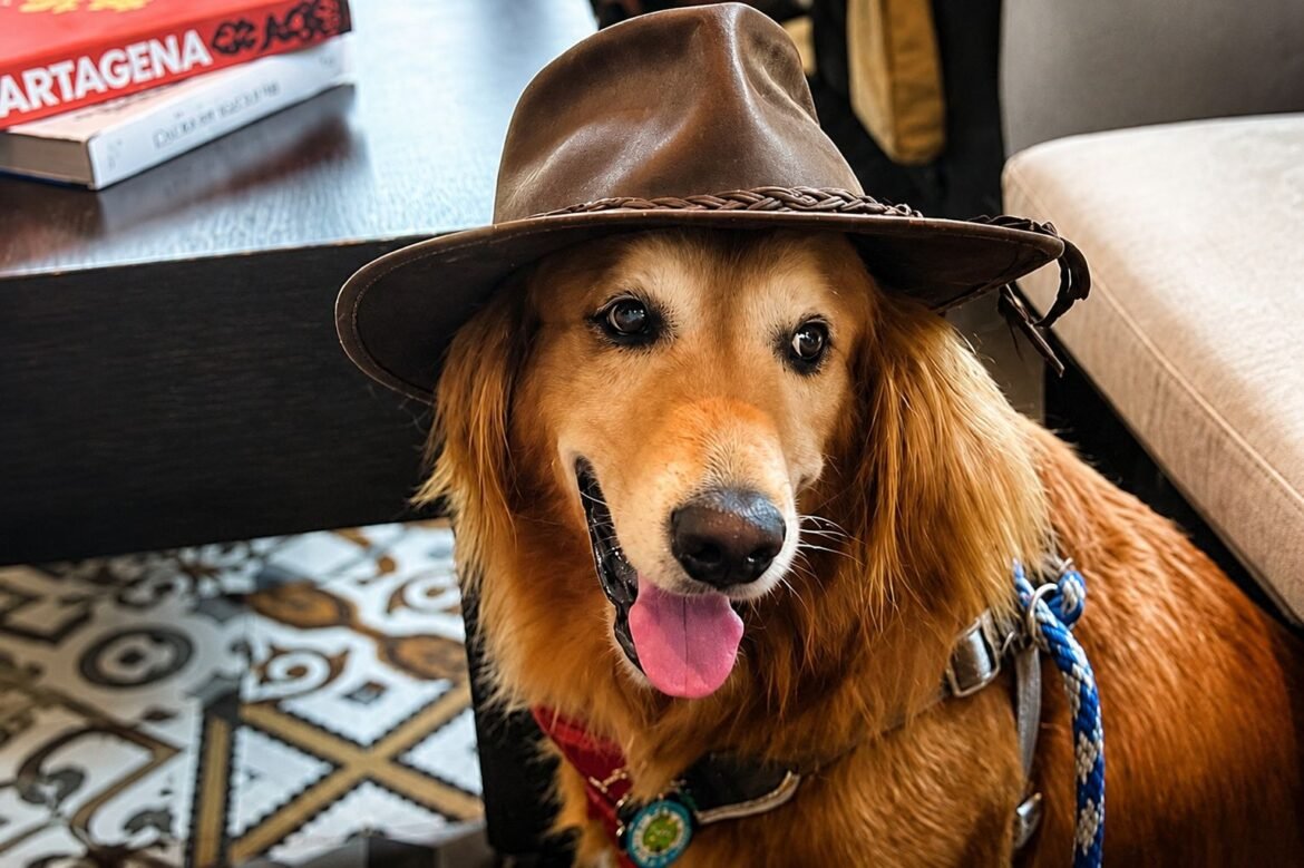 I’m Whiskey the Golden, and These Are My Favorite Happy Hour Spots in Miami